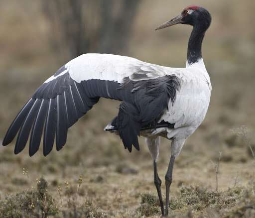 Black Necked Crane Bhutan