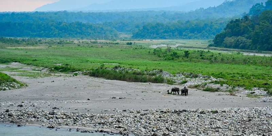 Elephants in Manas